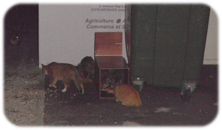 Comment Attraper Un Chat Sauvage Sans Cage
