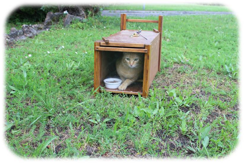 Attraper un chat sauvage Ecole Du Chat Libre de Bordeaux