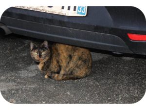 chat gradignan