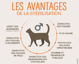 Archives Des Sterilisation L Ecole Du Chat Libre De Bordeaux Archives Des Sterilisation L Ecole Du Chat Libre De Bordeaux