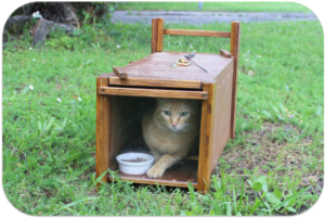 Un piège à chat