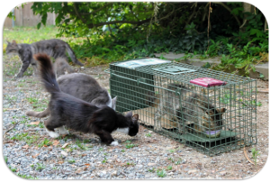 Attraper un chat sauvage pour le stériliser - L'École du Chat Libre de  Bordeaux