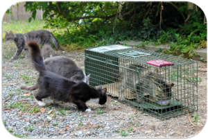 Attraper un chat sauvage pour le stériliser - L'École du Chat