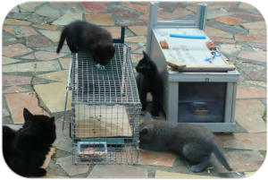 Attraper un chat sauvage pour le stériliser - L'École du Chat