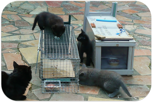 Des cages-trappe pour leur bien - L'École du Chat Libre de Bordeaux