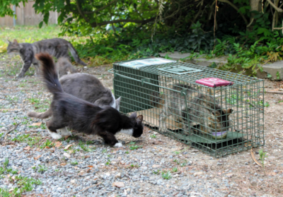 Des cages-trappe pour leur bien - L'École du Chat Libre de Bordeaux