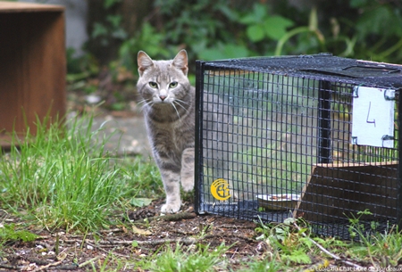 Cage piège de capture pour chat