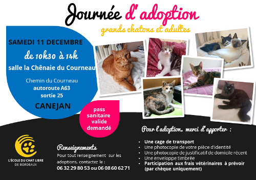 Journee D Adoption L Ecole Du Chat Libre De Bordeaux