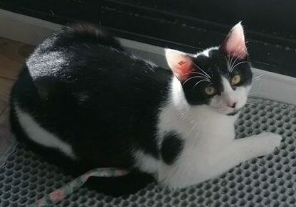 allister2
