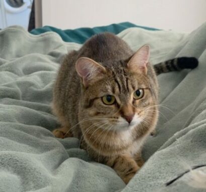 CjQKMFNuYXBjaGF0LzEzLjgzLjAuNDkgKGlQaG9uZTEzLDQ7IGlPUyAyNi4yOyBnemlwKSAC