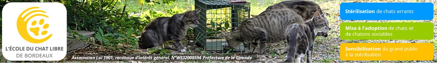 L'École du Chat Libre de Bordeaux