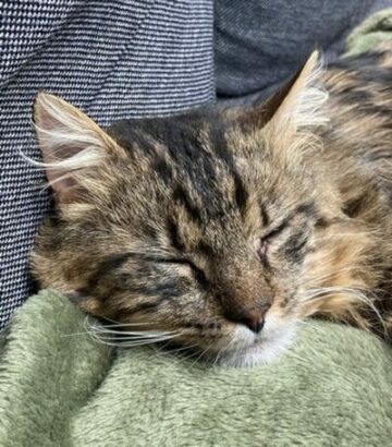 berlioz8
