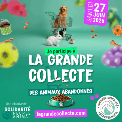 La-Grande-Collecte-Des-Animaux-Abandonnes-Kit-com-reseaux-sociaux-je-participe-carre