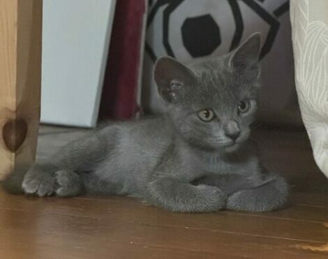 bella2