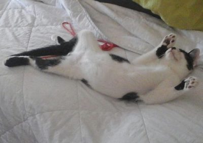 20190724_1616531 Poucki en plein effort, au frais