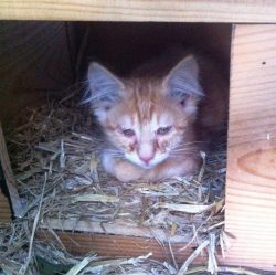 Des cages-trappe pour leur bien - L'École du Chat Libre de Bordeaux